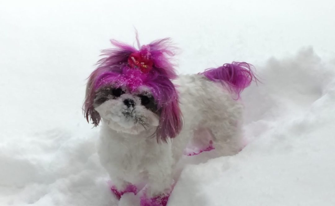 What you should know about the dog breed Shih Tzu