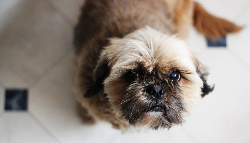 What are Shih Tzus Bred for? | Onestop-Petshop.com