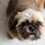 What are Shih Tzus Bred for?