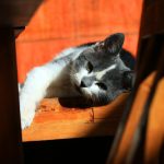 Behavior analysis for your cat training