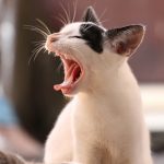The Most Common Cat Diseases A-Z