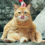 Cat Language - What Does My Cat Want To Tell Me?