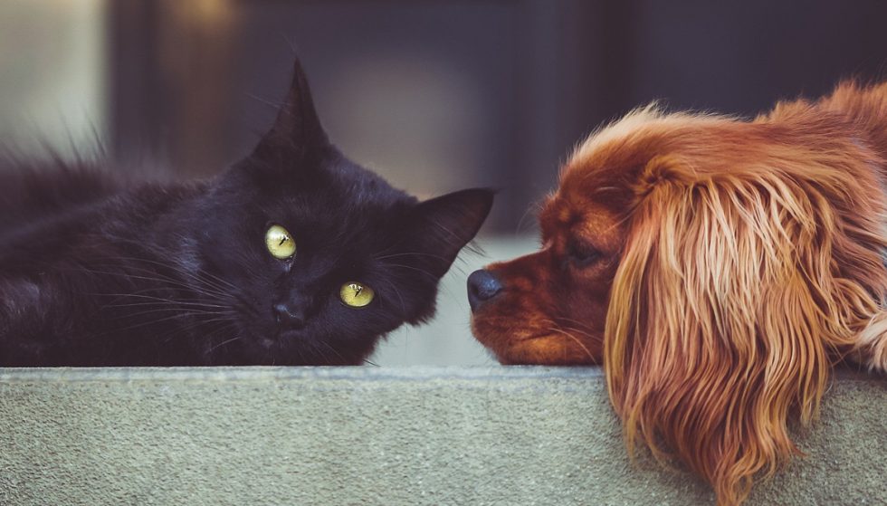 How to get dog and cat used to each other – Practical Tips | Onestop