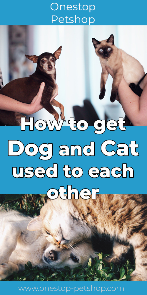 How to get dog and cat used to each other Pinterest