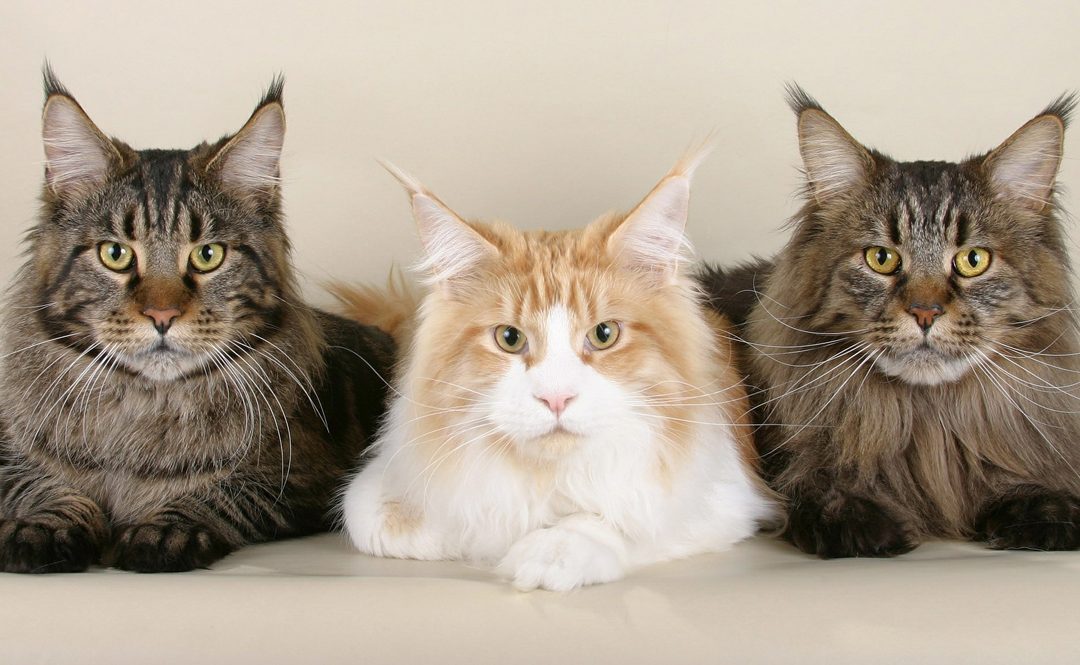 The Maine Coon Cat Breed – A Fact Overview