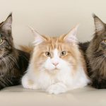 The Maine Coon Cat Breed - A Fact Overview