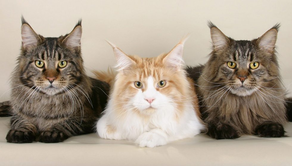 Maine coon cat facts picture
